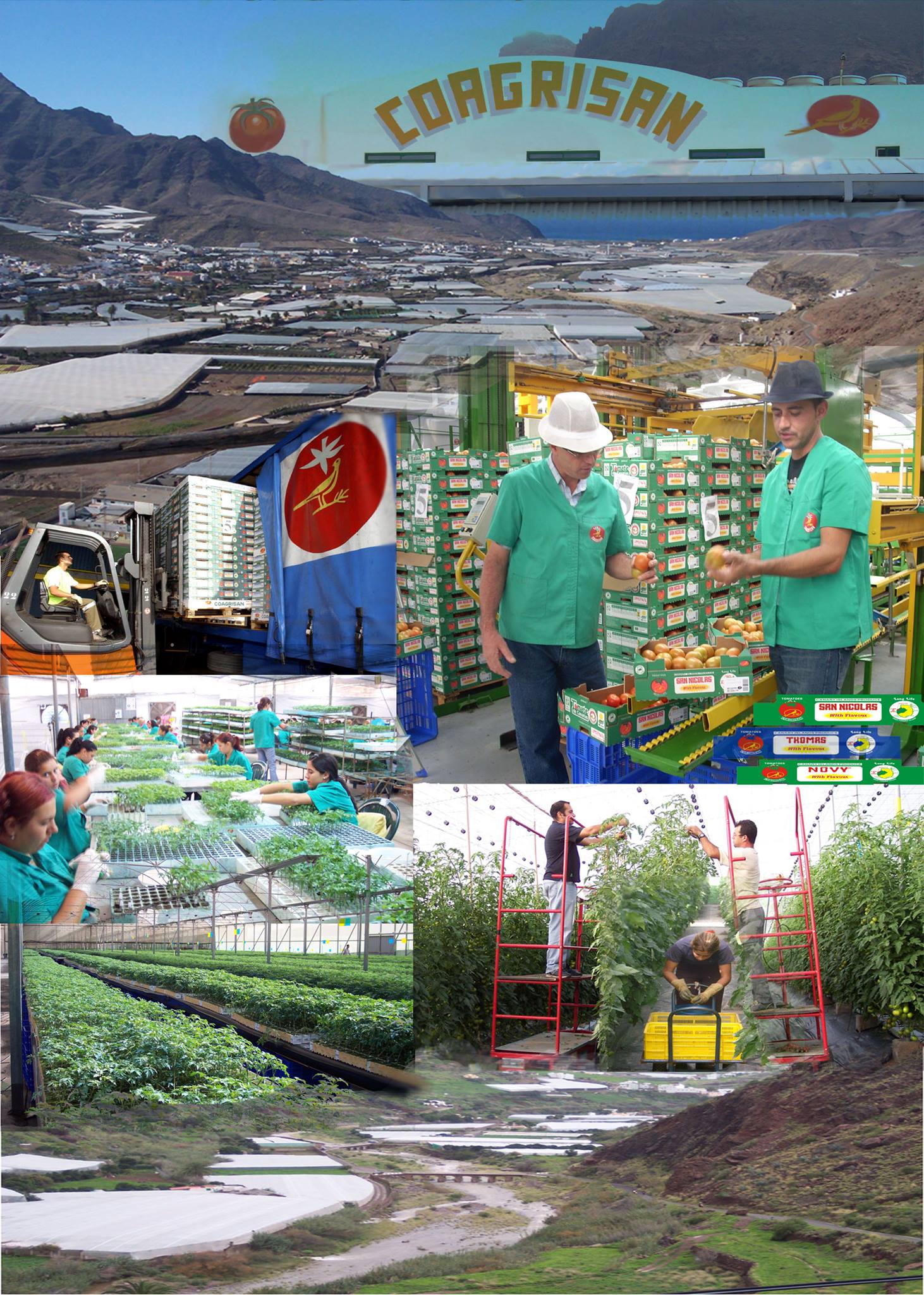 COAGRISAN y la fuerza de la cooperación en la agricultura canaria